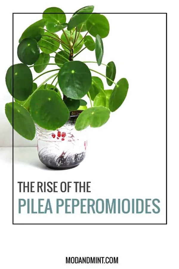 Pilea peperomioides plant in vintage planter pot. Text on image: The Rise of the Pilea Peperomioides plant. modandmint.com.