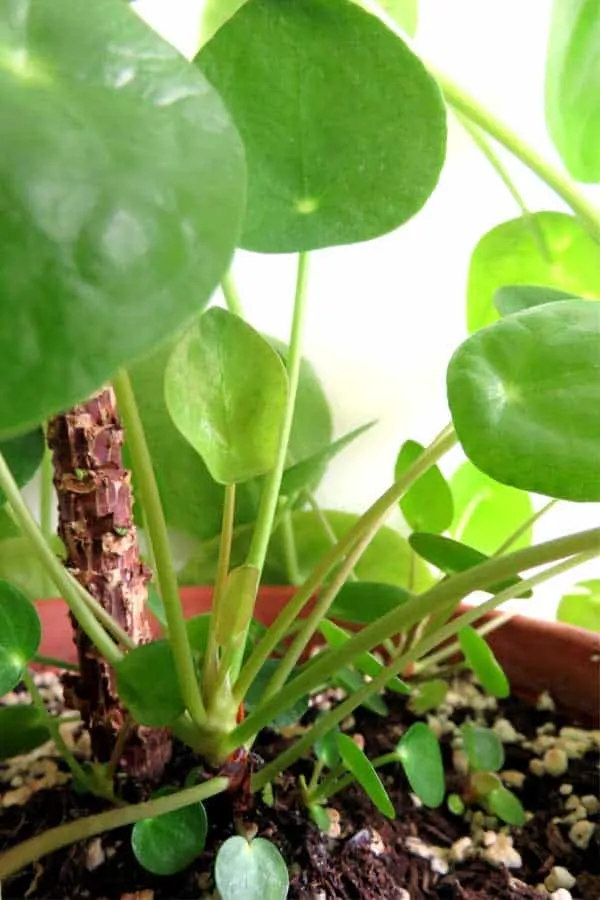 Close up photo of Pilea peperomioides growing plant babies from the soil.