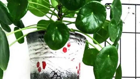 Pilea Peperomioides Plant