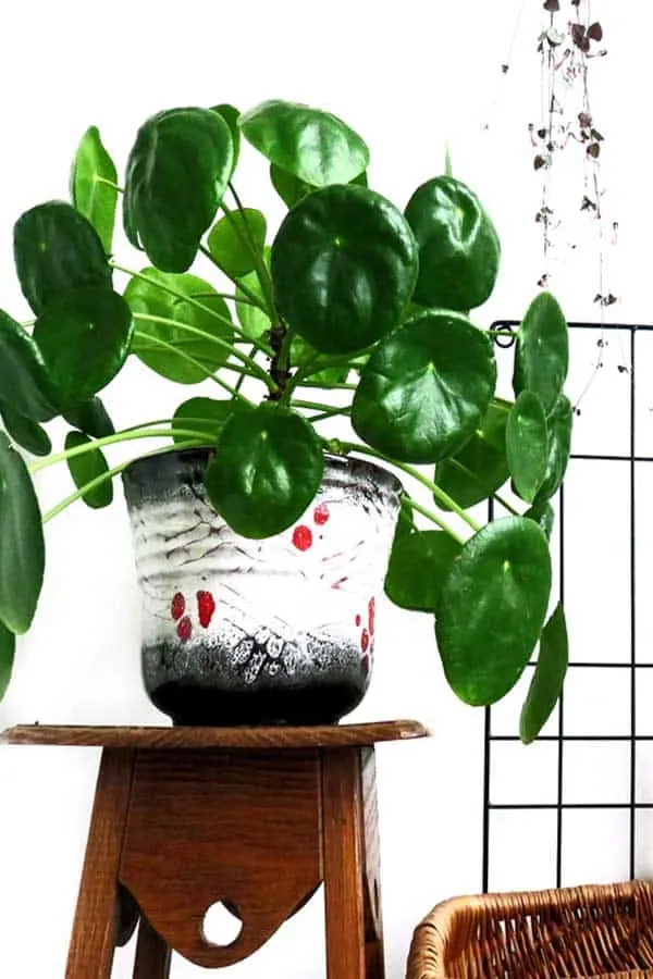 Pilea Peperomioides Plant in vintage planter pot on wood plant stand. String of Hearts plant hanging in the background.