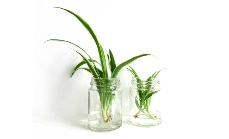 Spider plant babies propagating in water.