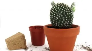 how-to-repot-cactus