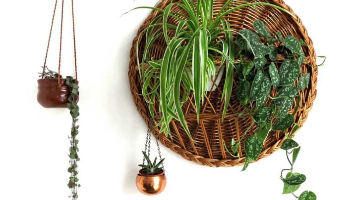 hanging houseplants