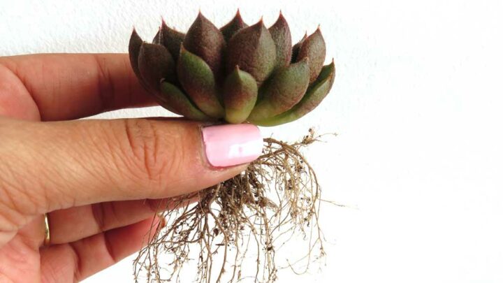 Image for When And How to Repot Houseplants