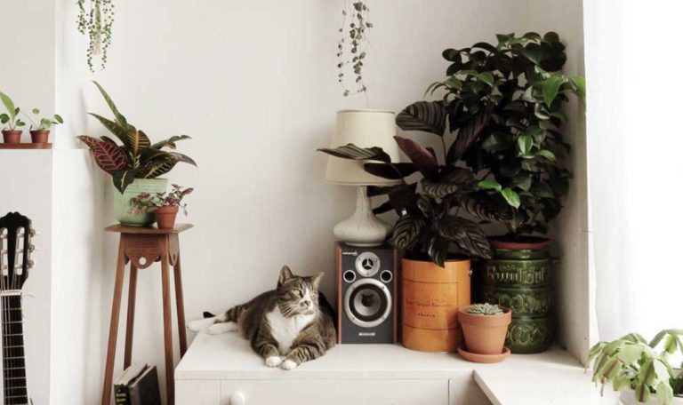 Photo of plant filled corner of boho home, group of houseplants with cat laying in between them.