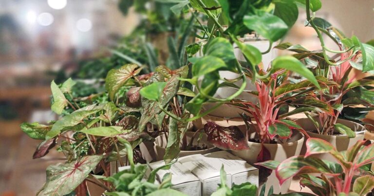 Large plant shop houseplant display.