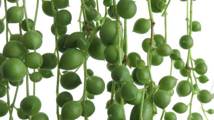 string-of-pearls-plant