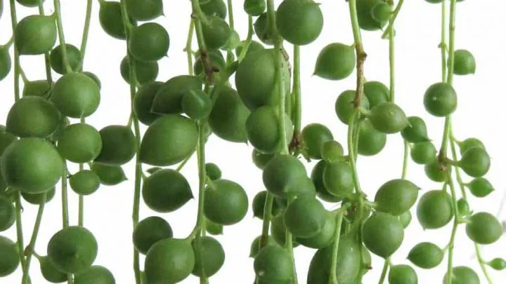 string-of-pearls-plant