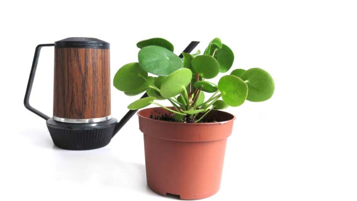 Vintage brown watering can next to a Pilea peperomioides Chinese money plant.