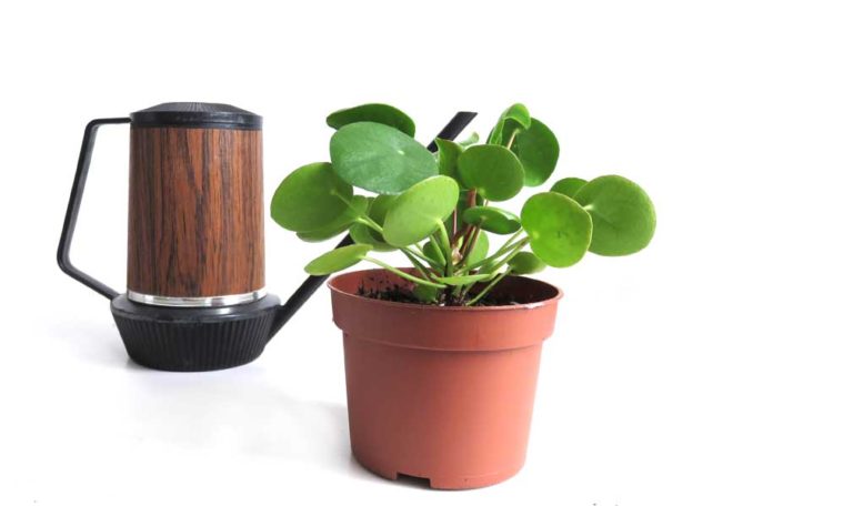 Vintage brown watering can next to a Pilea peperomioides Chinese money plant.