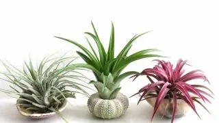 10 easy air plant display ideas