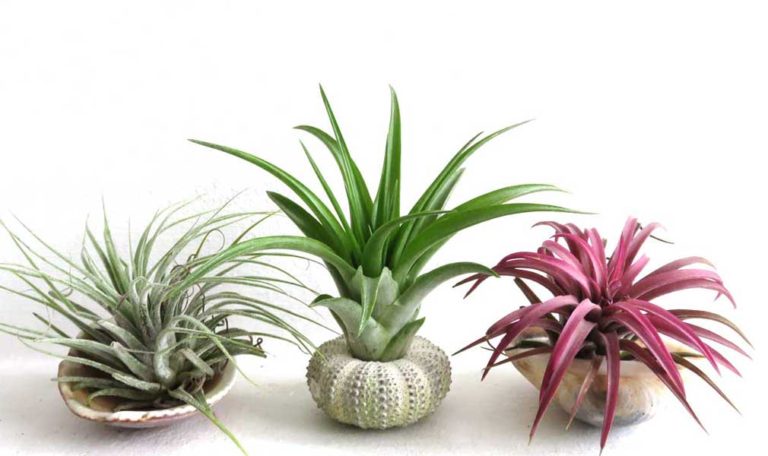 10 easy air plant display ideas