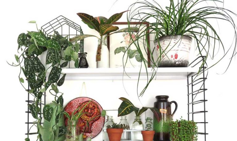 20 Plant Accessories and Supplies – Houseplant Gift Ideas