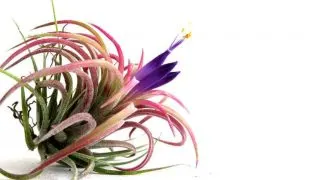 Photo of blooming pink tillandsia air plant on white background.