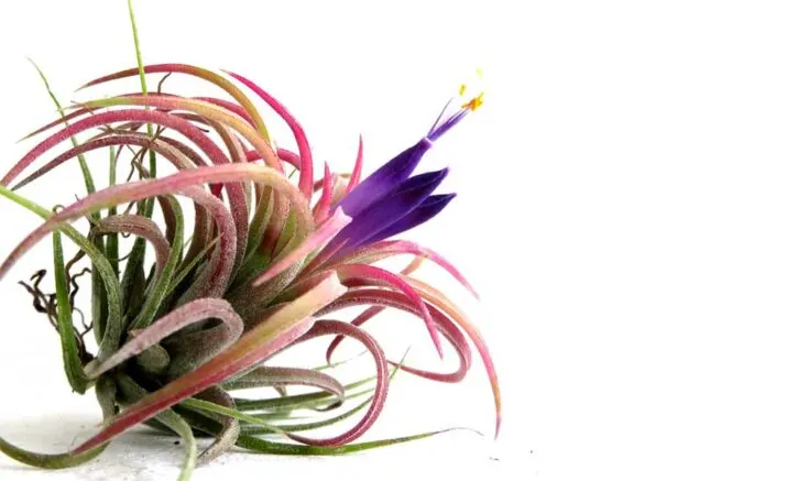 Photo of blooming pink tillandsia air plant on white background.