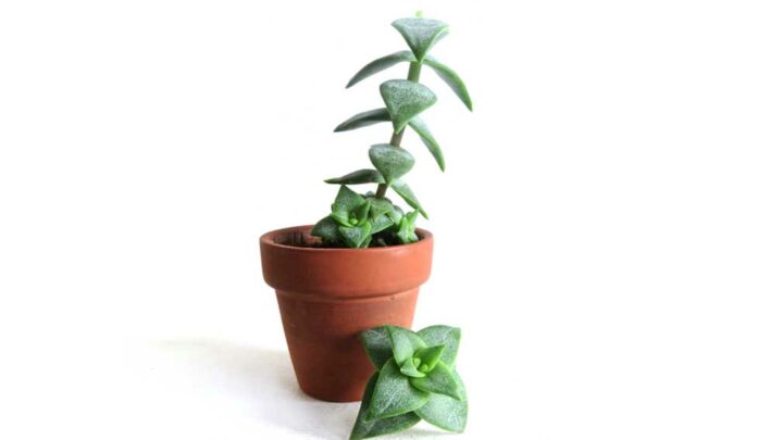 Stretched out succulent growing leggy in small clay pot. Top crown has been pruned off.