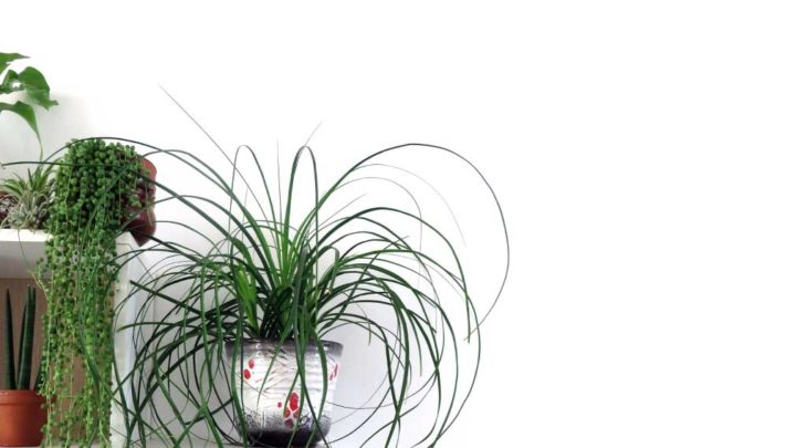 Group of houseplants on self. Ponytail palm in vintage pot, hanging string of pearls, sanseveiria and an airplant.
