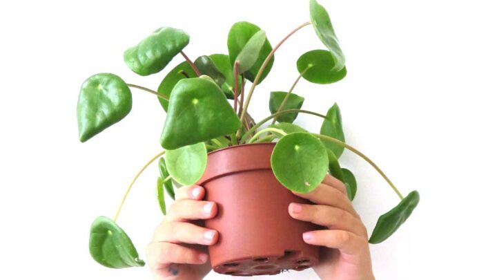 indoor plants and kids