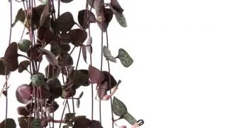 Close up of hanging string of hearts plant.