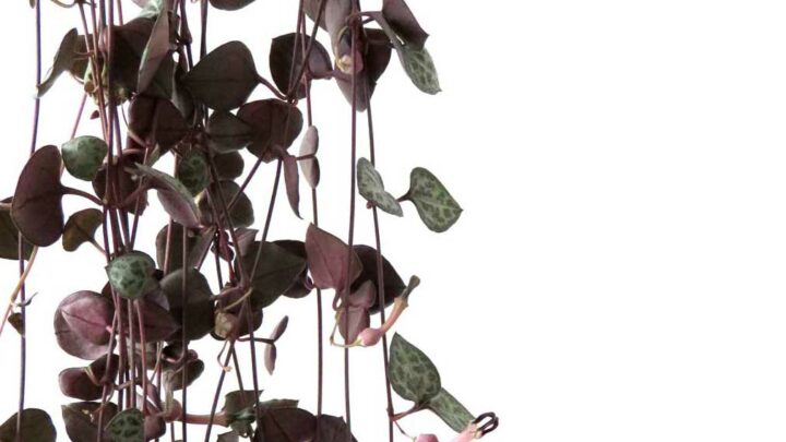 Close up of hanging string of hearts plant.