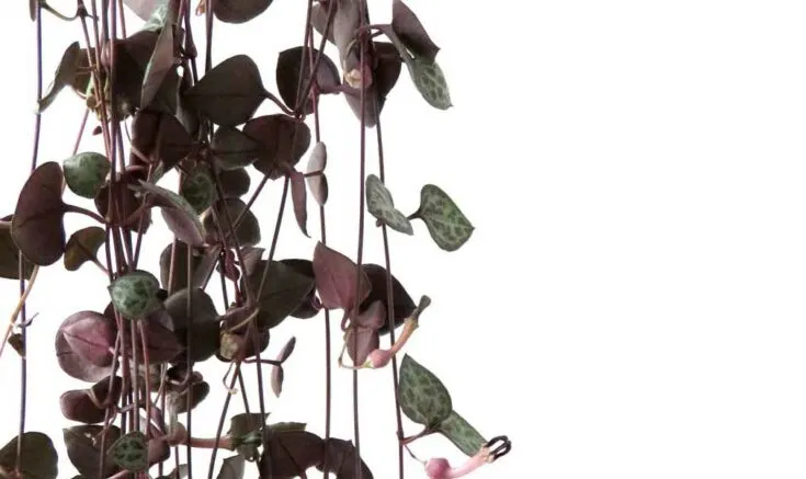 Close up of hanging string of hearts plant.