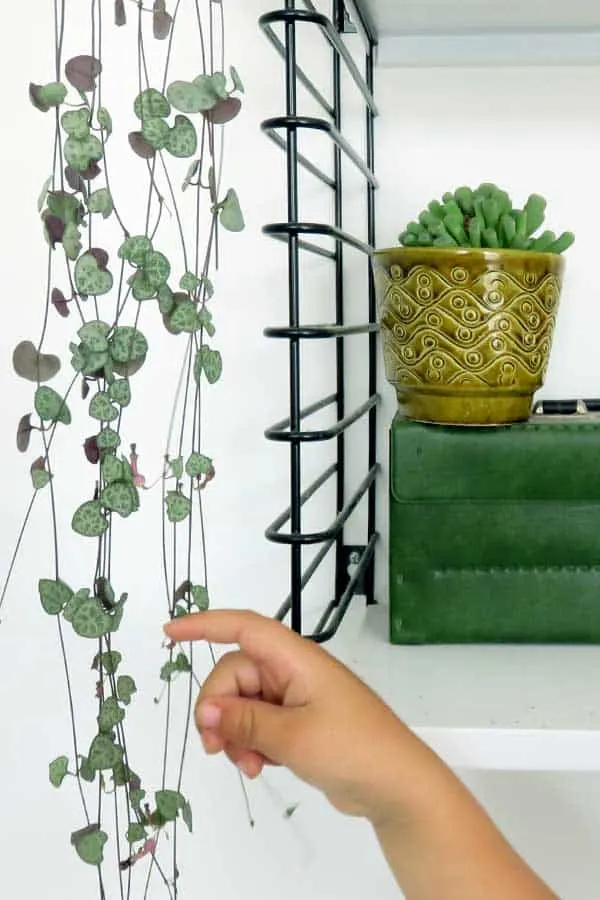 Hand of young child reaching for the leaves on a string of hearts plant that is hanging from a shelf which also holds a vintage green pot with living rocks inside.