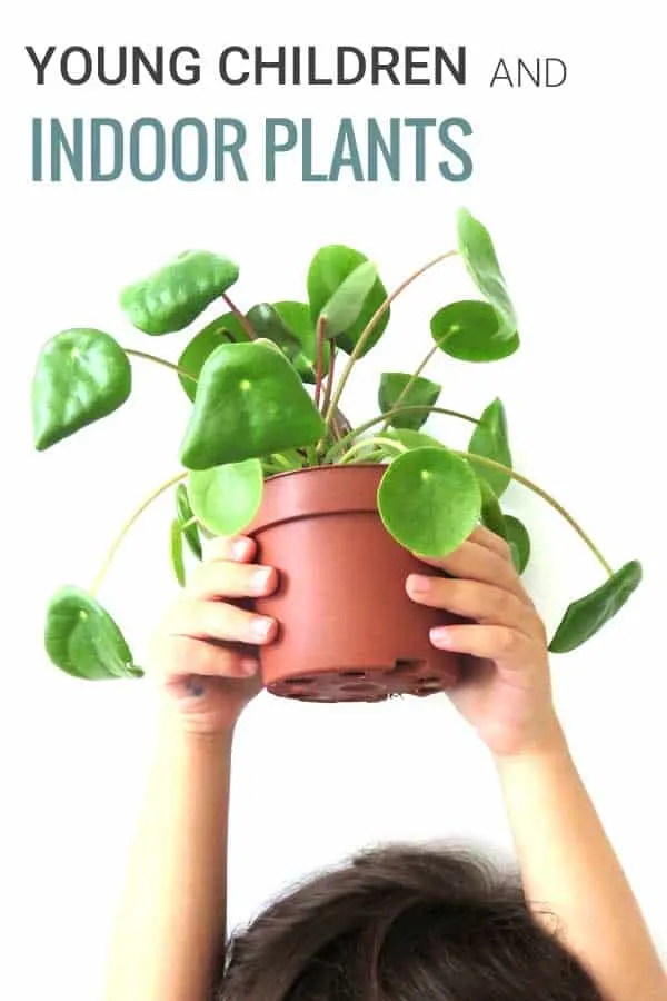 Young kid holding up a pilea peperomioides plant. Text on picture Young children and indoor plants.