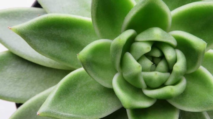 Close up photo of green echeveria succulent.