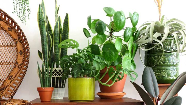 Group of variety of healthy houseplants.