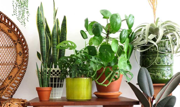 Group of variety of healthy houseplants.