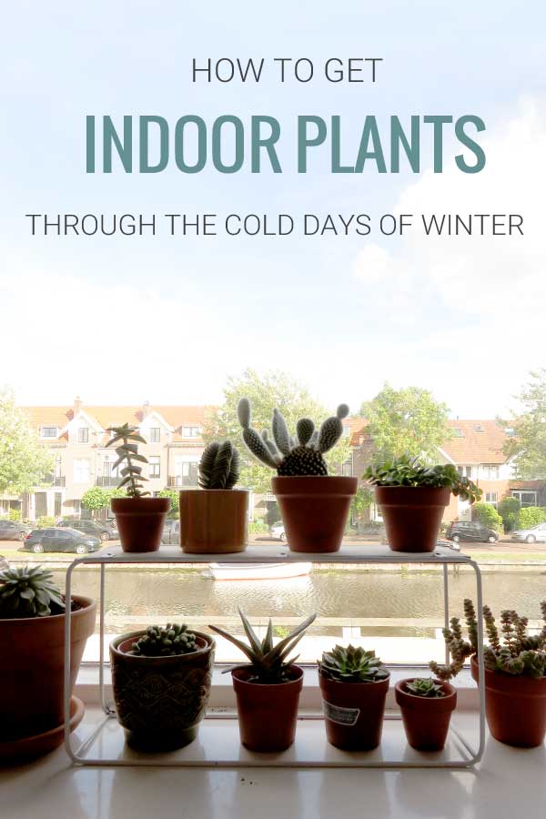 Image of windowsill cacti and succulents. Text on image: How to get indoor plants through the cold days of winter.