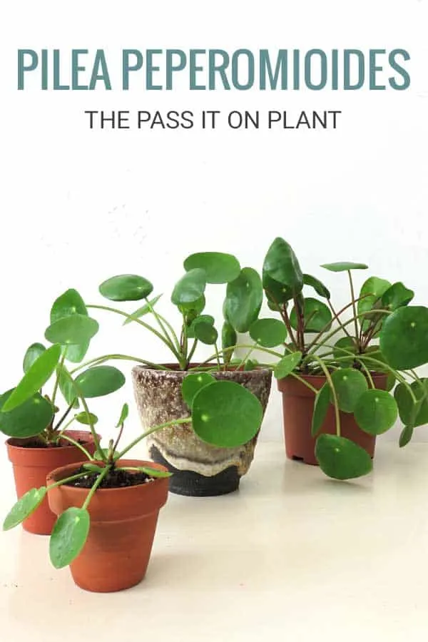 Group of small pilea plants. Text on picture: Pilea Peperomioides the Pass it on plant.