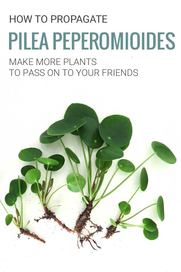 Group of pilea cuttings. Text on picture: How to propagate pilea peperomioides. Make more plants to pass on to your friends.