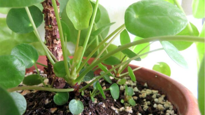 Propagate Pilea Plants