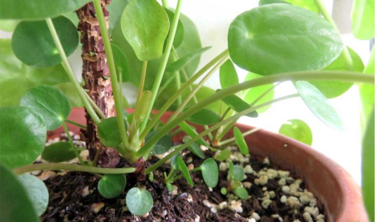 Propagate Pilea Plants