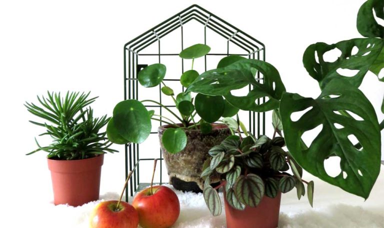 Group of house plants in house shaped wire rack with small apples and fake snow.