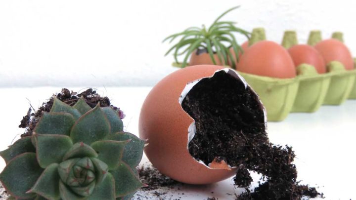 4 ways to use eggshells for your houseplants