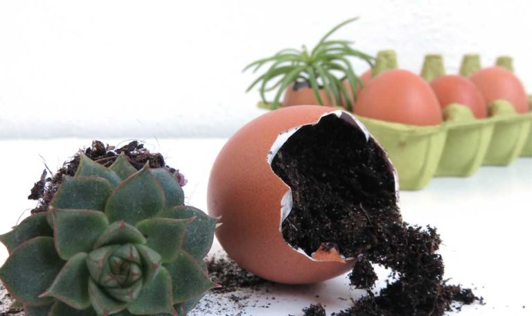 4 ways to use eggshells for your houseplants