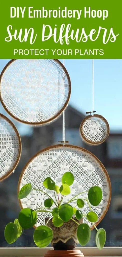Pilea pepperomioides plant on sunny windowsill protected by diy lace embroidery sun diffusers