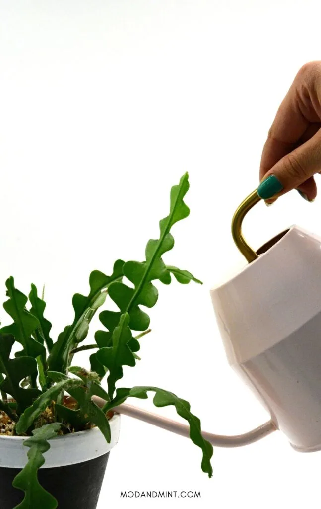 Potted fishbone cactus plant being watered from a light pink watering can. Mod and mint dot com.