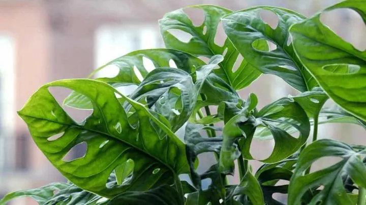 Image for How to care for a Swiss Cheese vine plant - Monstera adansonii