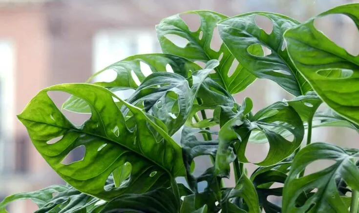 Image for Monstera Adansonii