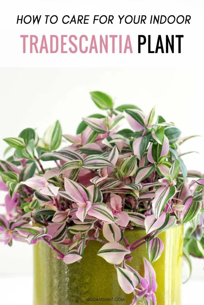 Indoor Tradescantia Plant Care - How to and Propagate Wandering
