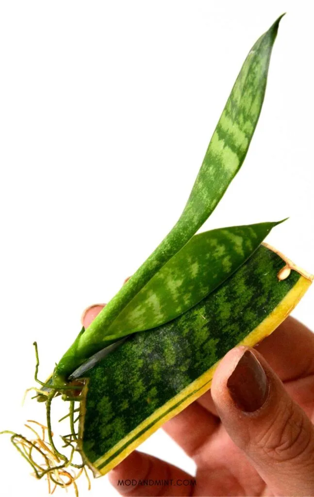 Female hand holding sansevieria snake plant cutting growing roots and a new leaf.