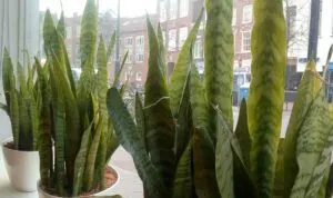 Three large Sansevieria snake plants in bright windowsill.