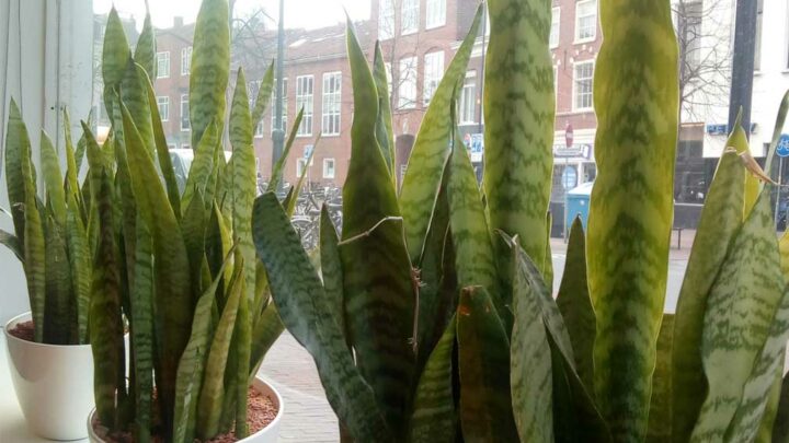 Three large Sansevieria snake plants in bright windowsill.