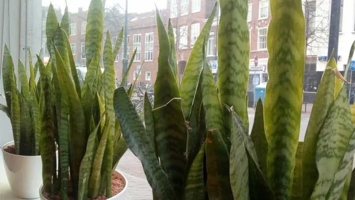 Three large Sansevieria snake plants in bright windowsill.
