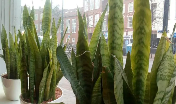 Three large Sansevieria snake plants in bright windowsill.
