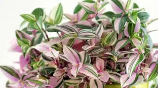 Close up photo of pink and green wandering jew tradescantia tricolor plant.