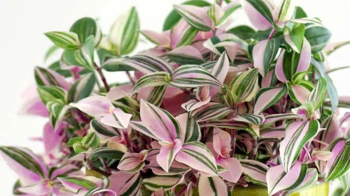 Close up photo of pink and green wandering jew tradescantia tricolor plant.